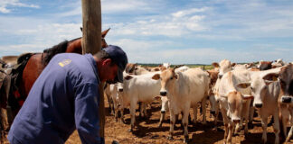 Peón agrícola mozo cuadra empleado para finca de ganado cattle ranch helper male staff