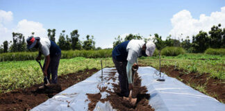 SE SOLICITAN TRABAJADORES AGRÍCOLAS (35 VACANTES), NO SE REQUIERE EXPERIENCIA. SE ENTRENARÁ trabajadores agricolas agicultural workes