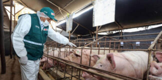 SOLICITAMOS AYUDANTES PARA GRANJA DE CERDOS (POCA EXPERIENCIA), FULL TIME. EXCELENTE PAGO Ayudantes Para Granja De Cerdos pig farm operator trabajador