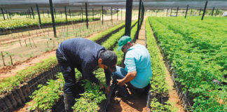 SE NECESITAN 16 AYUDANTES PARA VIVERO DE PLANTAS (HOMBRES Y MUJERES), POCA EXPERIENCIA. FULL TIME, 1ER TURNO Ayudantes Para Vivero De Plantas Plant Nursery Helpers trabajadores