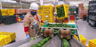 SE NECESITAN EMPACADORES/AS DE FRUTAS (CON O SIN EXPERIENCIA), VARIOS TURNOS. 7 VACANTES Empacadores/as de Frutas fruit packing