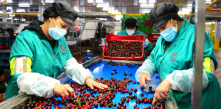 SE BUSCAN OBREROS PARA COSECHA Y RECOLECCIÓN DE MORAS (POCA EXPERIENCIA), FULL TIME Obreros Para Cosecha y Recolección De Moras packers staff