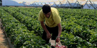 SE NECESITA PEÓN AGRÍCOLA (NO SE REQUIERE EXPERIENCIA, SE ENTRENARÁ), FULL TIME. BUEN PAGO POR HORA Peón Agrícola farm worker