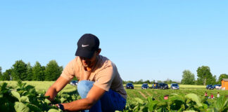 SE NECESITA PEÓN/A AGRÍCOLA (NO SE REQUIEREN ESTUDIOS, NI EXPERIENCIA), LABORES GENERALES Peón/a Agrícola agricultural workers