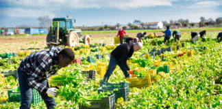 SE NECESITAN 9 PEONES/AS AGRÍCOLAS PARA GRANJA DE VERDURAS (POCA EXPERIENCIA), LABORES GENERALES DE CAMPO Peones/as Agrícolas Para Granja De Verduras agricultural workers