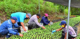 SE NECESITA TRABAJADOR PARA VIVERO (NO SE REQUIERE EXPERIENCIA, SE ENTRENARÁ), PART TIME O FULL TIME Trabajador Para Vivero Nursery Workers agricola