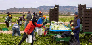 Trabajadores Agrícolas agricultural workers