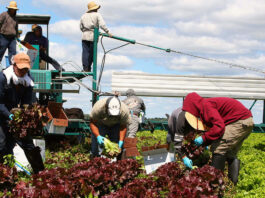 Trabajadores/as De Campo Para Cosecha, Recolección y Empaque De Hortalizas Crop Workers