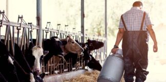 Trabajadores/as Para Granja Lechera Workers For Dairy Farm