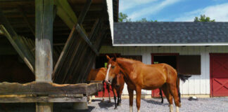 SE SOLICITAN 4 AYUDANTES PARA RANCHO MIXTO (AGRÍCOLA Y GANADERO), POCA EXPERIENCIA. 1ER TURNO BUEN PAGO Ayudantes Para Rancho Mixto ranch farm hand