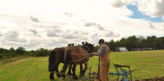 SE BUSCAN AYUDANTES PARA RANCHO (POCA EXPERIENCIA), 10 VACANTES. BUEN PAGO POR HORA Ayudantes Para Rancho Ranch Helper