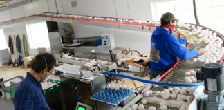 SE SOLICITAN ENVASADORES/AS DE HUEVOS (NO SE REQUIERE EXPERIENCIA), EXCELENTE BENEFICIOS Y BUEN PAGO Envasadores/as De Huevos egg packers