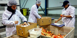 SE SOLICITAN MANIPULADORES/AS DE FRUTA (CON O SIN EXPERIENCIA), INGRESO INMEDIATO. BUENA REMUNERACIÓN Manipuladores/as De Fruta fruit packing