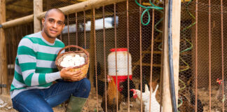 Operario Para Granja poultry farm