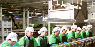 SE NECESITA OPERARIO/A DE PRODUCCIÓN (POCA EXPERIENCIA), LABORES DE SELECCIÓN, EMPAQUETADO Y PALETIZADO Operario/a De Producción production operators