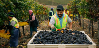 SE NECESITA PEÓN AGRÍCOLA PARA VIÑA (CON O SIN EXPERIENCIA), CONTRATO EVENTUAL. BUEN PAGO Peón Agrícola Para Viña Vineyard Worker