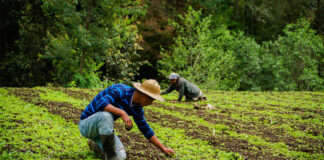SE BUSCA PERSONAL AGRÍCOLA (HOMBRES Y MUJERES, POCA EXPERIENCIA). 4 VACANTES, BUEN PAGO Personal Agrícola agricultural staff