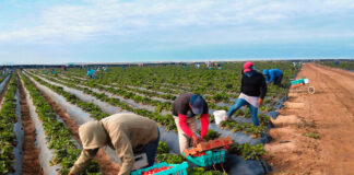 SE NECESITAN RECOLECTORES/AS DE MORAS (POCA EXPERIENCIA), MÁS DE 100 PUESTOS DE TRABAJO Recolectores/as De Moras Blackberry Pickers
