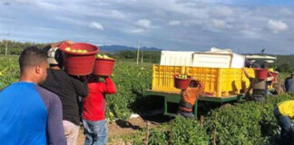 SE BUSCA TRABAJADOR PARA GRANJA/LABORES GENERALES (NO SE REQUIERE EXPERIENCIA). SE ENTRENARÁ Trabajador Para Granja/Labores Generales agricultural workers