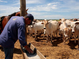 Ayudante De Rancho Para Pastoreo De Ganado cattle ranch helper male staff