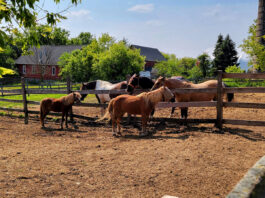 Ayudante Para Rancho De Caballos ranch helper