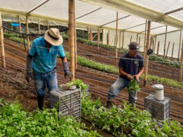 Hombres y Mujeres Para Vivero De Plantas Plant Nursery Workers