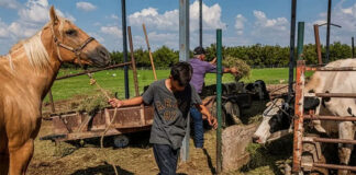 SE SOLICITAN OBREROS/AYUDANTES PARA GRANJA FAMILIAR (MÍNIMA EXPERIENCIA), SE OFRECE TRABAJO ESTABLE Y BUEN PAGO Obreros/Ayudantes Para Granja Familiar worker for Familyl Farm