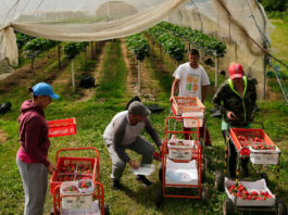 Operadores De Granja farm operators