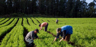 SOLICITAMOS PEÓN AGRÍCOLA (NO ES NECESARIO EXPERIENCIA), SALARIO SEGÚN CONVENIO Peón Agrícola agricultural worker