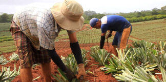 SE PRECISA PEÓN AGRÍCOLA CON O SIN EXPERIENCIA, INCORPORACIÓN INMEDIATA. SALARIO SEGÚN CONVENIO Peón Agrícola agricultural worker