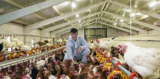 SELECCIONAMOS PEÓN/A PARA LIMPIEZA Y MANTENIMIENTO DE GALLINEROS, NO SE REQUIERE EXPERIENCIA Peón/a Para Limpieza y Mantenimiento De Gallineros peón for cleaning poultry farm