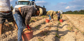 SE NECESITA TRABAJADOR AGRÍCOLA PARA FINCA (NO SE REQUIERE EXPERIENCIA), SE CAPACITARÁ Trabajador Agrícola Para Finca farm workers