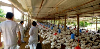 SE NECESITA TRABAJADOR PARA GRANJA AVÍCOLA (TIEMPO PARCIAL), CON O SIN EXPERIENCIA Trabajador Para Granja Avícola Bird Farm Worker