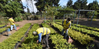 SOLICITAMOS TRABAJADOR PARA VIVERO DE PLANTAS (POCA EXPERIENCIA), EXCELENTE PAGO POR HORA Trabajador Para Vivero De Plantas Plant Nursery Workers personal