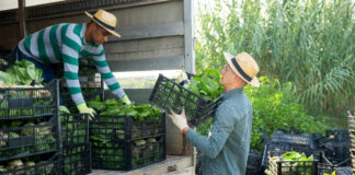 SOLICITAMOS 15 TRABAJADORES/AS AGRÍCOLAS PARA GRANJA DE FRUTAS Y VERDURAS. NO SE REQUIERE EXPERIENCIA, SE ENTRENARÁ Trabajadores/as Agrícolas Para Granja de Frutas y Verduras agricultural workers farm for fruits and vegetables