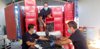 SE NECESITAN 4 TRABAJADORES/AS PARA VIÑEDO (NO SE REQUIERE EXPERIENCIA O ESTUDIOS). SE OFRECE VIVIENDA, COMIDA Y BUEN PAGO Trabajadores/as Para Viñedo vineyard worker