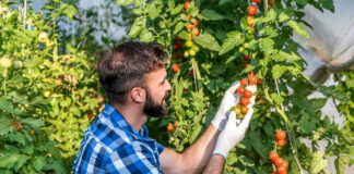 SE BUSCAN AYUDANTES PARA GRANJA DE TOMATES (HOMBRES Y MUJERES), POCA EXPERIENCIA. BUEN PAGO POR HORA Ayudantes Para Granja farm helpers