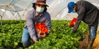 SE NECESITAN 21 AYUDANTES/TRABAJADORES PARA INVERNADERO (HOMBRES Y MUJERES), LABORES GENERALES. POCA EXPERIENCIA Ayudantes/Trabajadores Para Invernadero nursery workers