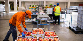 SE NECESITA MANIPULADOR/A Y ENVASADOR/A DE FRUTA PARA ALMACÉN (POCA EXPERIENCIA), TURNOS ROTATIVOS Manipulador/a y Envasador/a De Fruta fruit packing