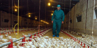 SE NECESITA OPERARIO PARA GRANJA AVÍCOLA (POCA EXPERIENCIA), CONTRATACIÓN INMEDIATA Operario operator