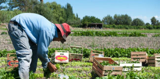 SE NECESITA PEÓN/A AGRÍCOLA (SIN EXPERIENCIA), PARA LABORES DE RECOLECCIÓN, TIEMPO PARCIAL Peón/a Agrícola Agricultural worker