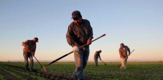 SE INCORPORA PEÓN/A AGRÍCOLA PARA FINCA (EXPERIENCIA VALORABLE), DE LUNES A VIERNES. INCORPORACIÓN INMEDIATA Peón/a Agrícola agricultural worker
