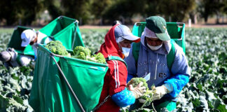 SE NECESITA PEONES/AS AGRÍCOLAS PARA FINCA (CON O SIN EXPERIENCIA), LABORES GENERALES Peones/as Agrícolas agricultural workers