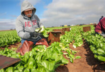 Trabajadores Agrícolas Para Granja Agricultural Workers