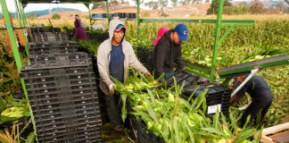 SE REQUIERE 2 AYUDANTES PARA GRANJA (POCA EXPERIENCIA), BUEN PAGO POR HORA Ayudantes Para Granja farm helpers