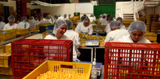 SE NECESITA OPERARIOS DE PRODUCCIÓN/ENCAJADORES (HOMBRES Y MUJERES), PARA ALMACÉN DE FRUTAS Y VERDURAS. POCA EXPERIENCIA Operarios De Producción production operators