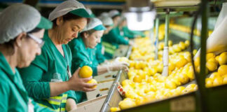 SE NECESITA PERSONAL PARA EMPAQUE DE FRUTAS CÍTRICAS, NO REQUIERE EXPERIENCIA Personal Para Empaque De Frutas packers for fruit
