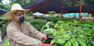 SE BUSCA PERSONAL PARA VIVERO (MÍNIMA EXPERIENCIA), CONTRATACIÓN INMEDIATA. BUEN SUELDO Personal Para Vivero staff for nursery