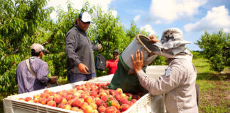 SE SOLICITAN 7 TRABAJADORES AGRÍCOLAS PARA RECOLECCIÓN DE FRUTA (NO REQUIERE EXPERIENCIA), BUENA REMUNERACIÓN Agrícola agricultural workers