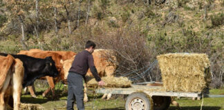 SE NECESITA TRABAJADOR GANADERO (LABORES MIXTAS), POCA EXPERIENCIA. BUEN PAGO Trabajador Ganadero livestock worker